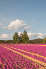 世羅高原農場