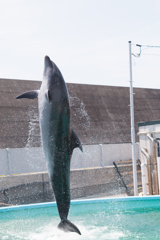 IMG_01882016-08-11　室戸 ドルフィンセンター