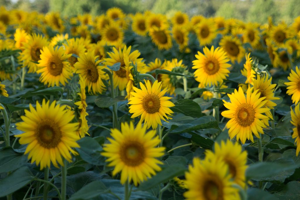 IMG_01992016-08-12　世羅高原ヒマワリ