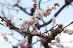 京都 桂川