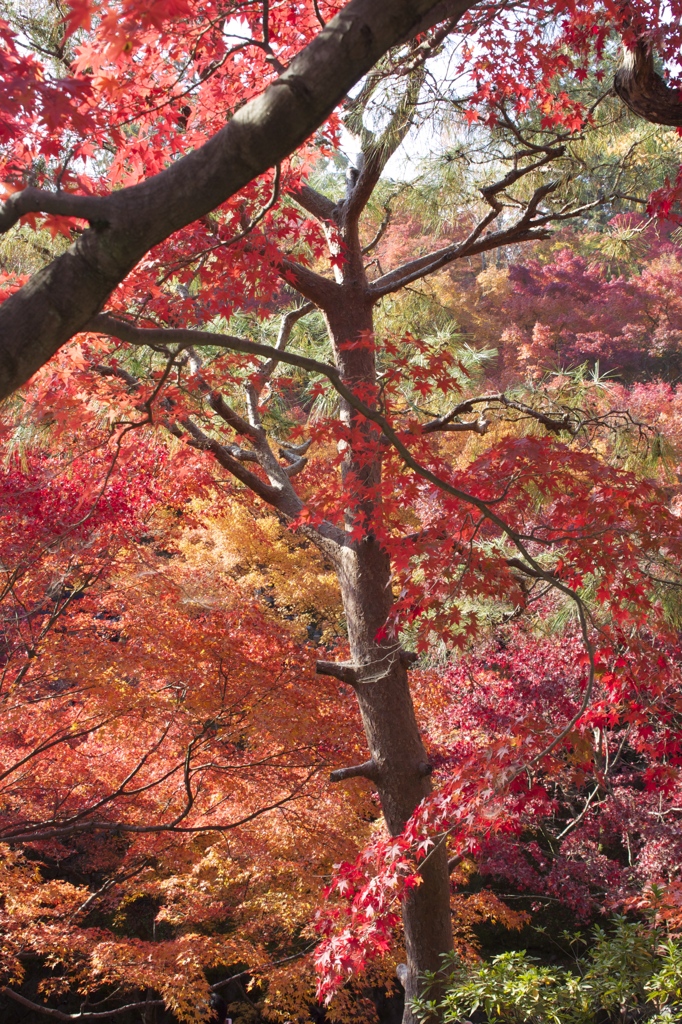 東福寺