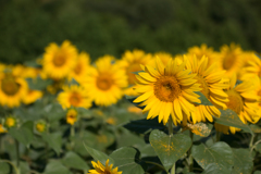 IMG_03022016-08-12　世羅高原ヒマワリ