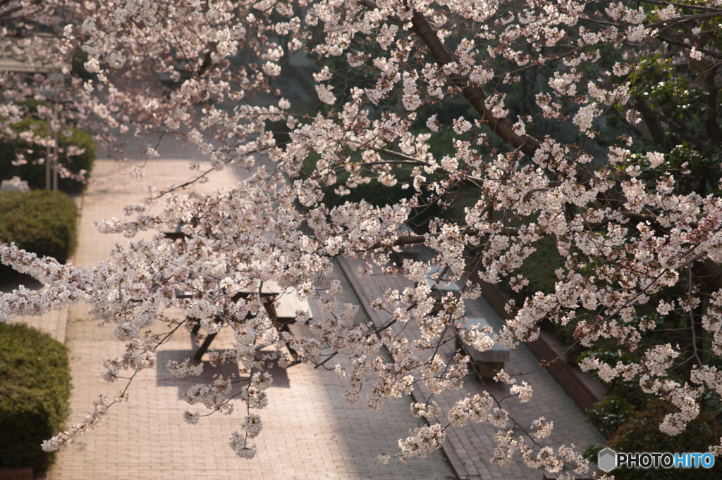 桜＠校庭