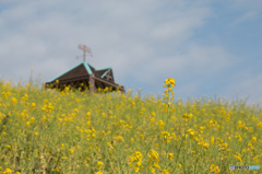 菜の花