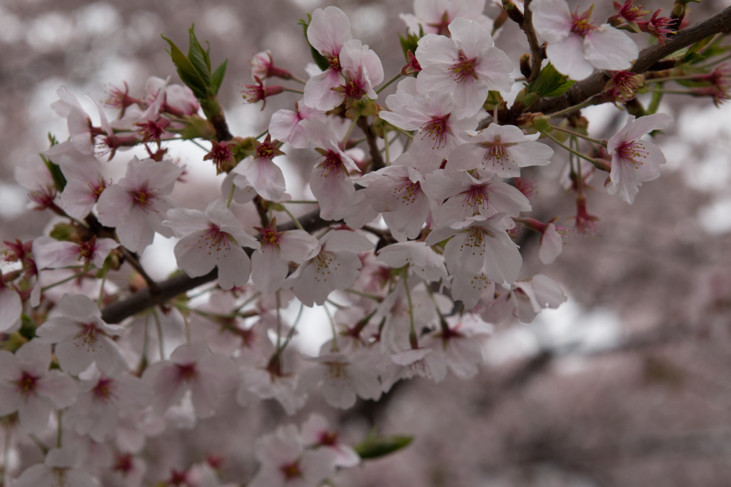 桜