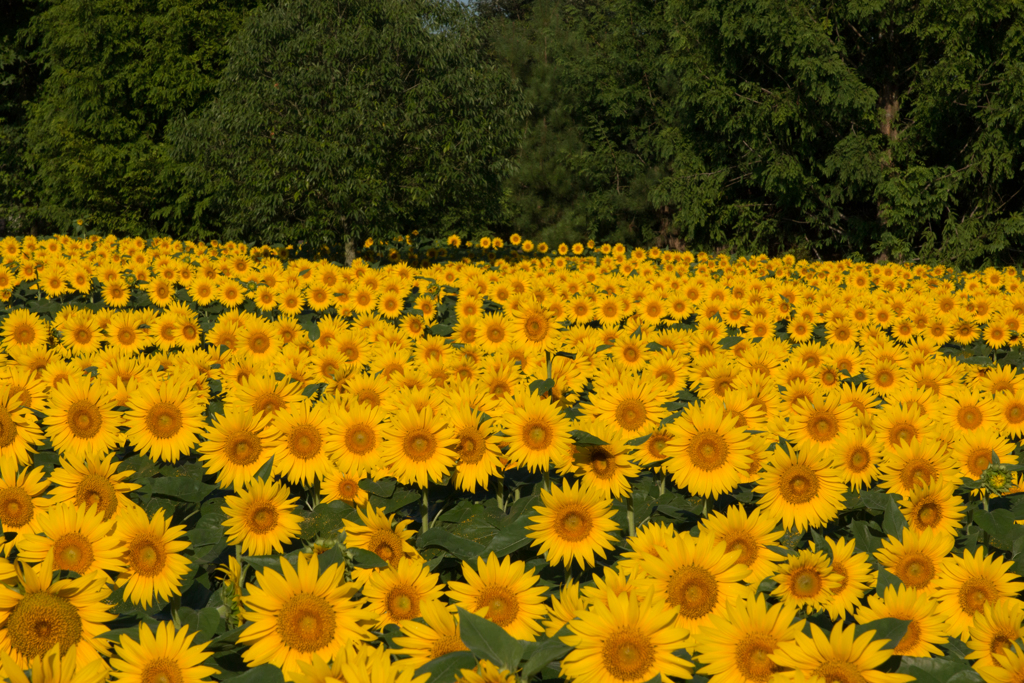 IMG_02052016-08-12　世羅高原ヒマワリ