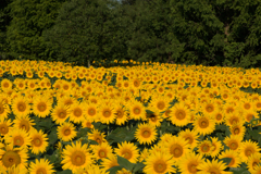 IMG_02052016-08-12　世羅高原ヒマワリ