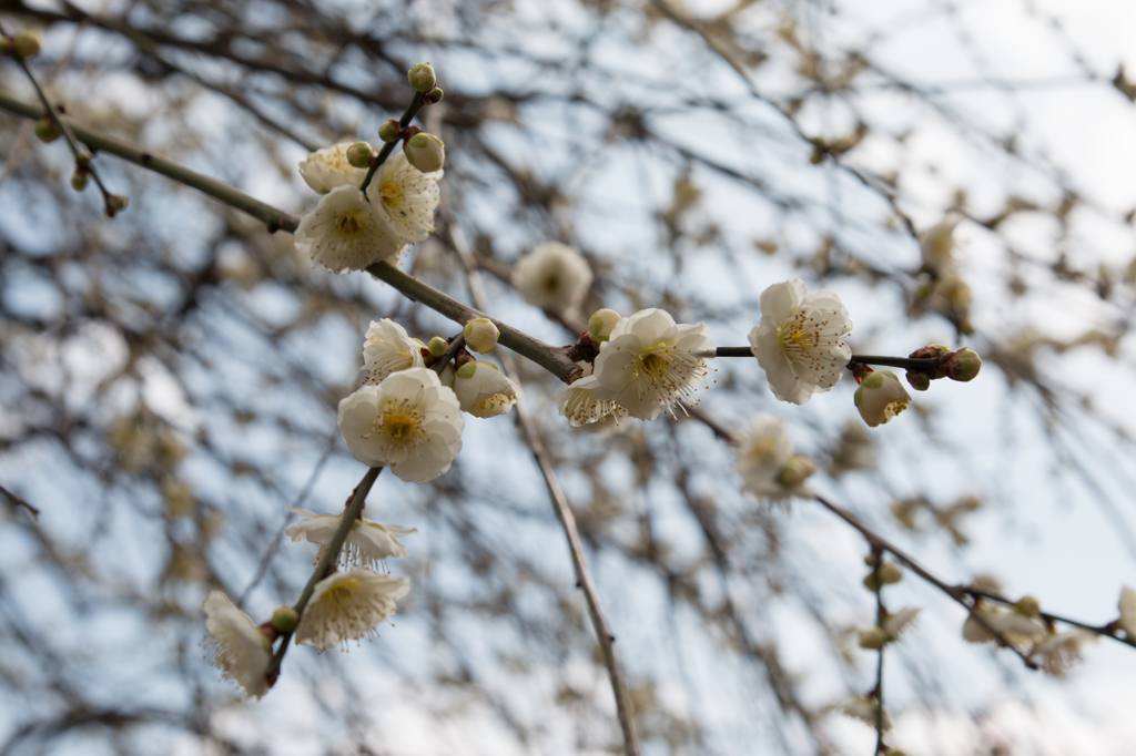 2015-03-08　　万博公園　梅林IMG_3176