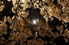 月と桜