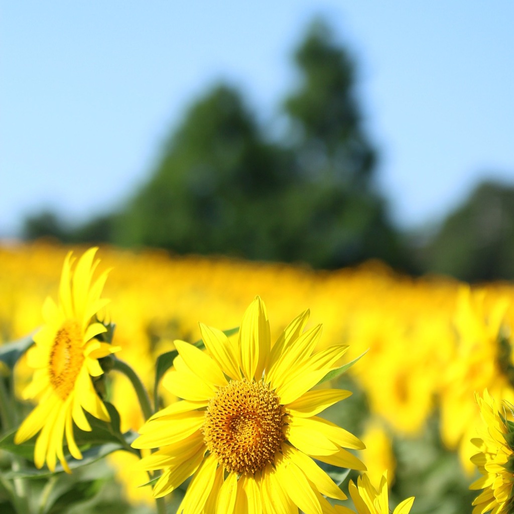 sunflower