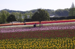 広島　世羅高原