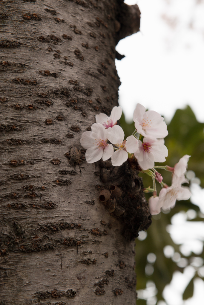 桜