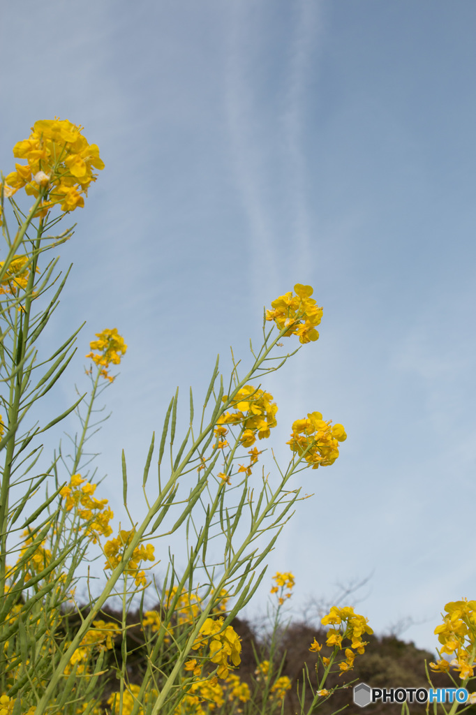 菜の花