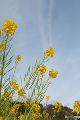 菜の花