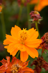 IMG_04442016-08-28　奈良