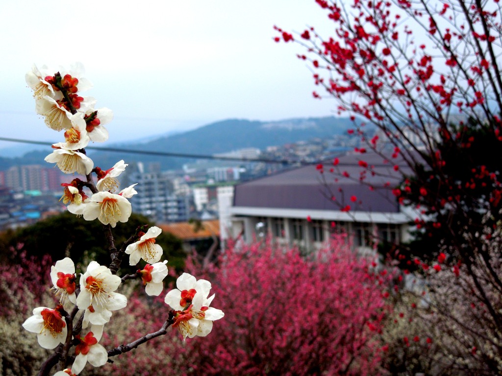 DSCN2650