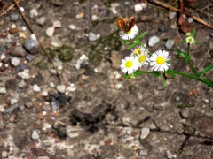 DSCN5714