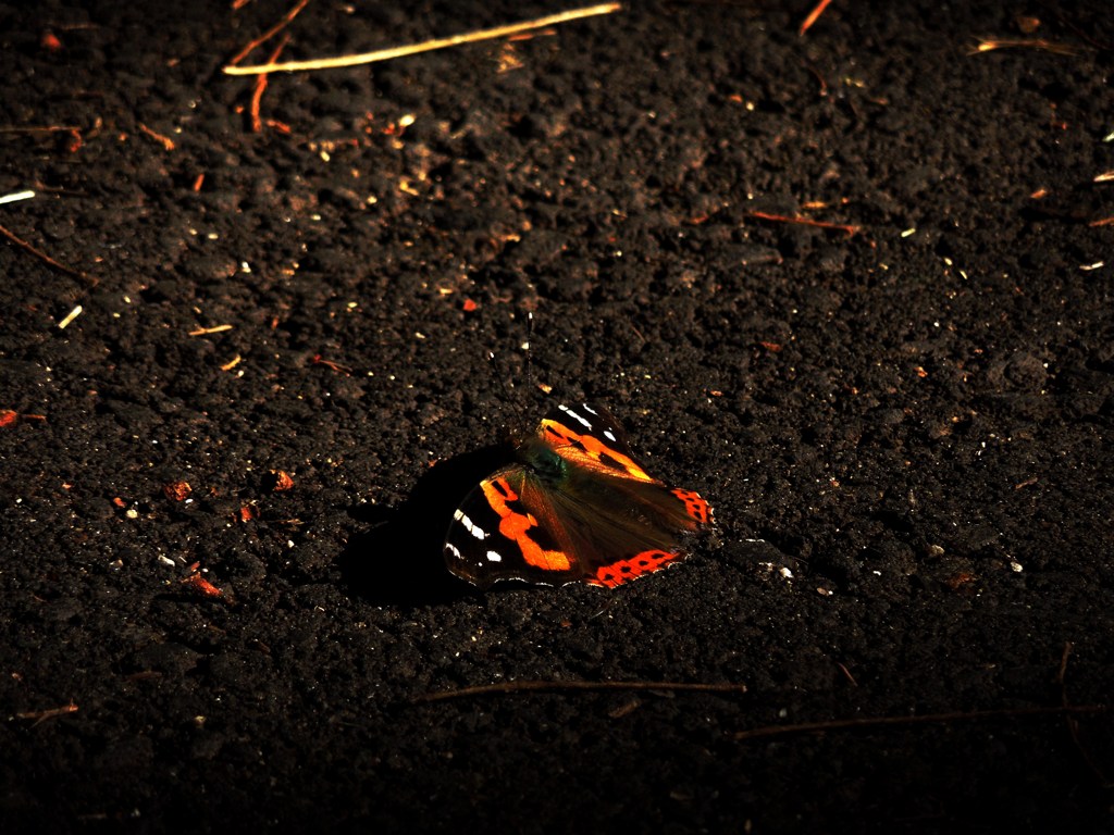 DSCN3233