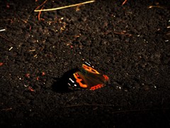 DSCN3233
