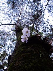 DSCN3877
