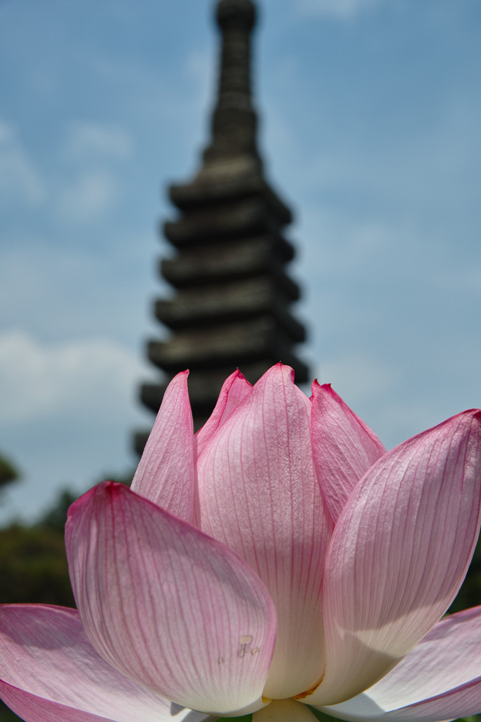 睡蓮と塔