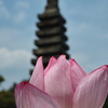 睡蓮と塔