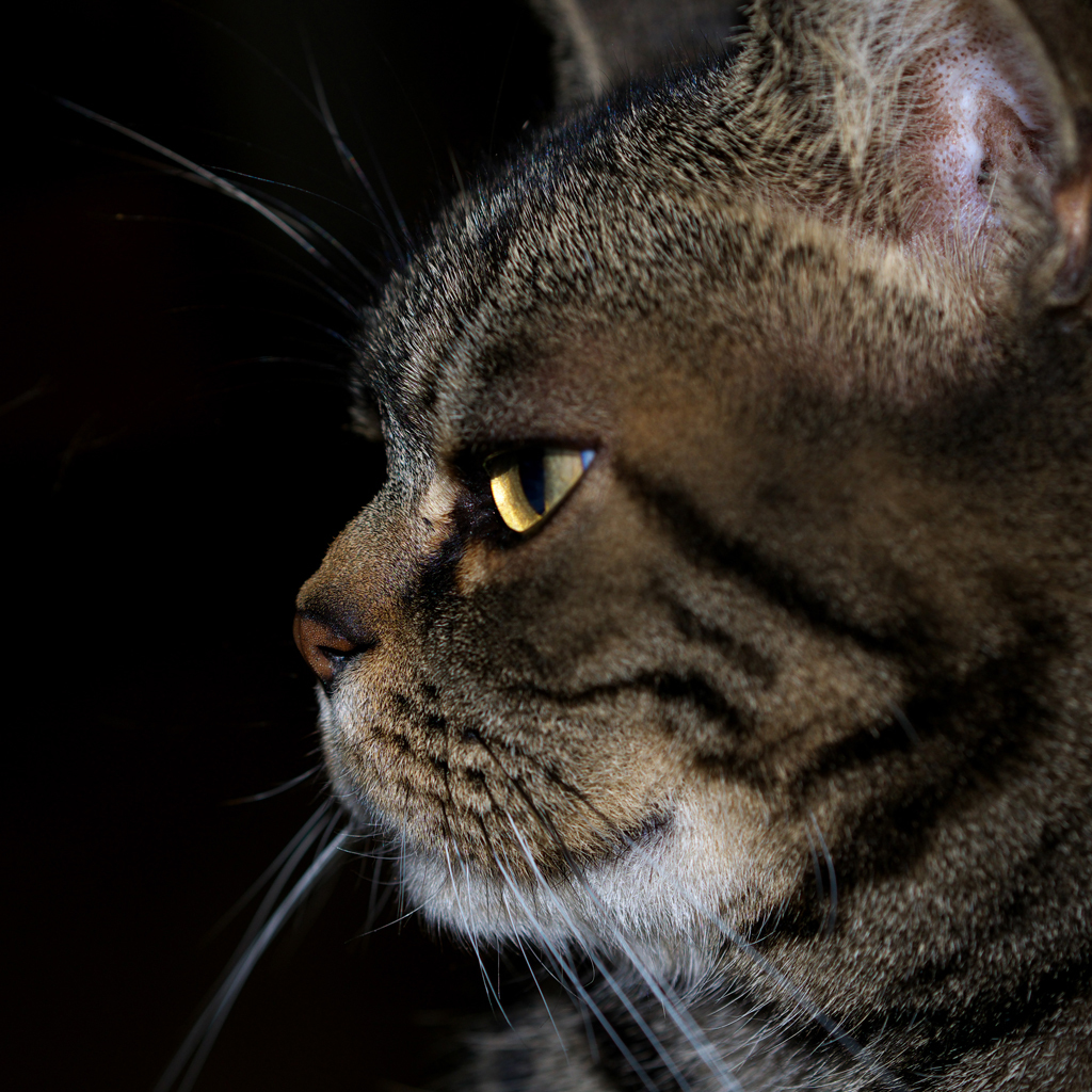 或る猫の肖像