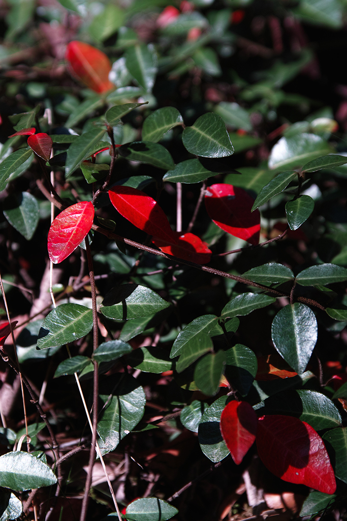 紅葉が不自然すぎる件
