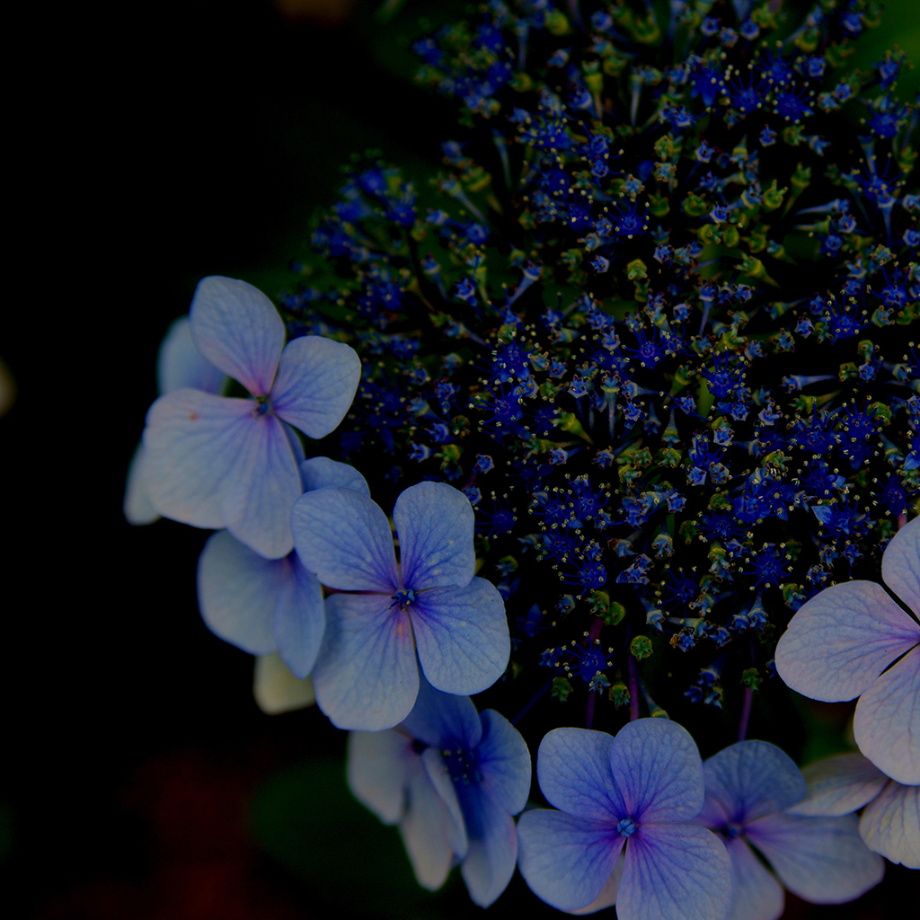 紫陽花2013