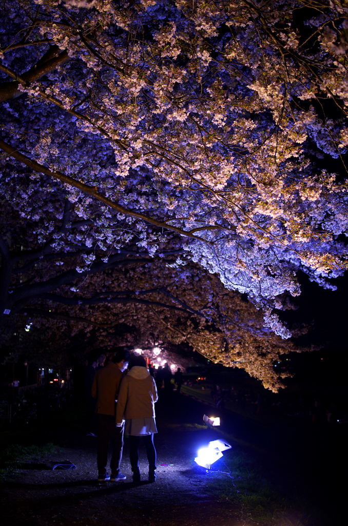 桜・祝福