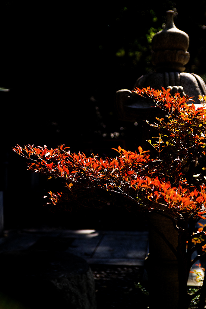 紅葉2013その1