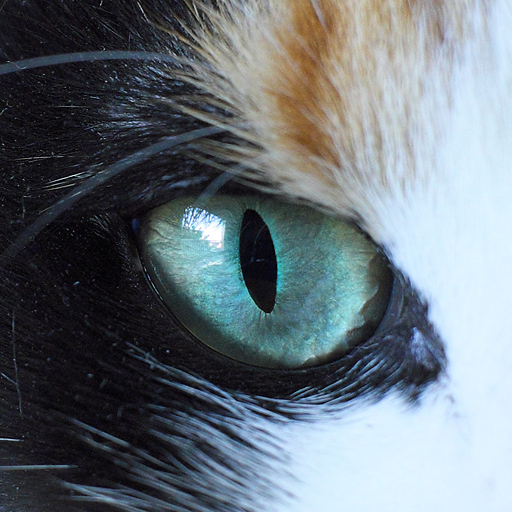 IRIS