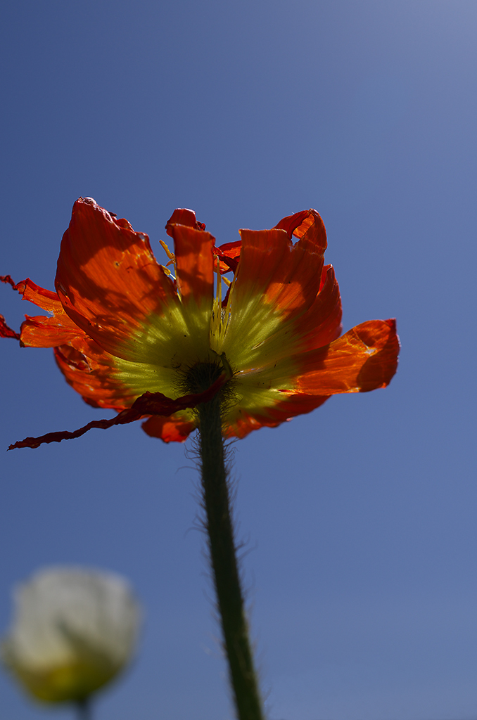 死せる花1