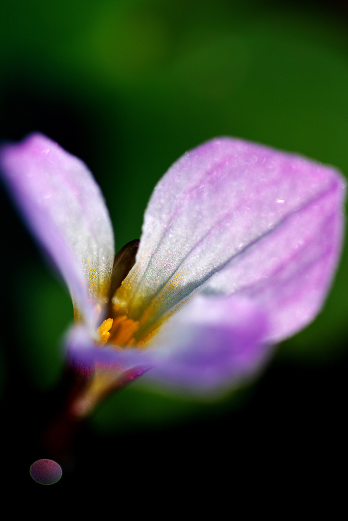 ミズオオバコの花