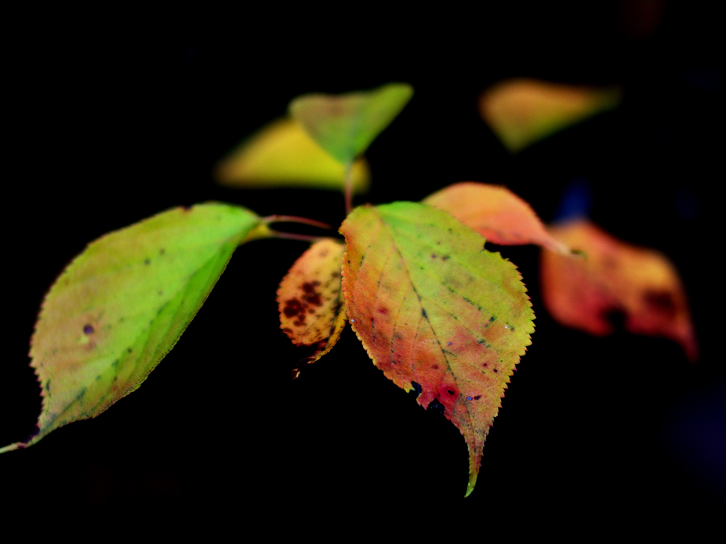紅葉2012その１