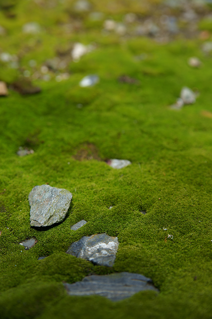 苔庭