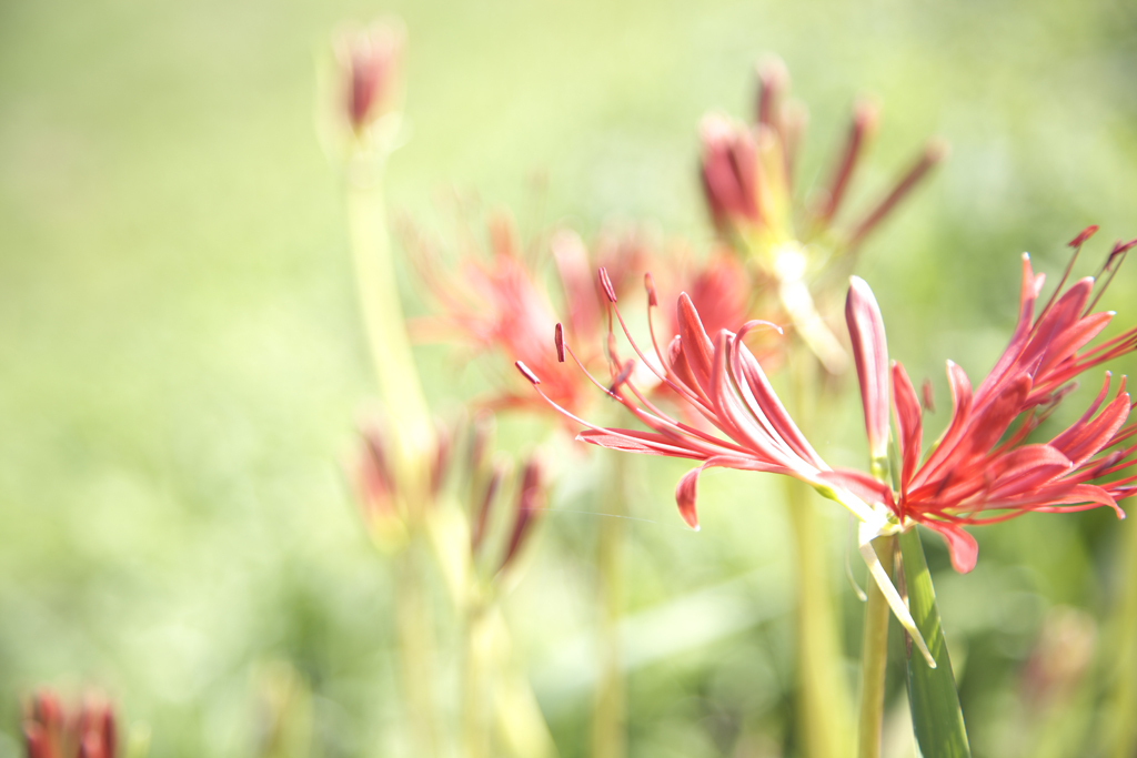 思い出の中の曼珠沙華