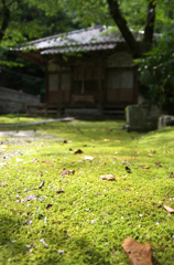 岩殿観音・苔
