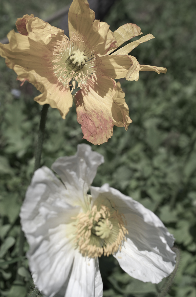死せる花6