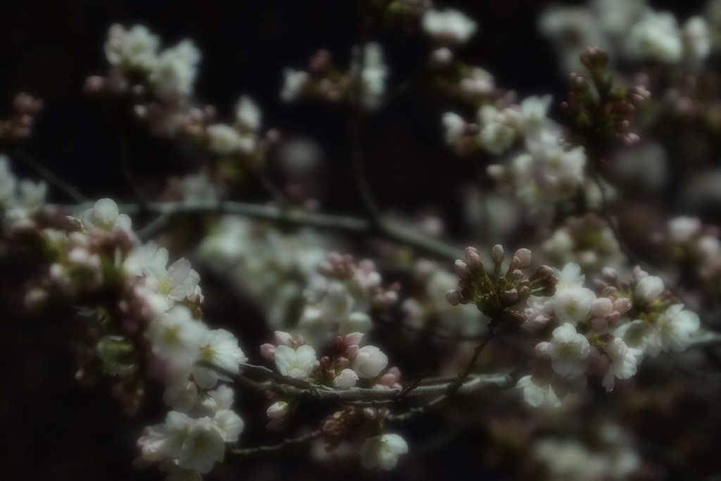 夜桜（五分咲）