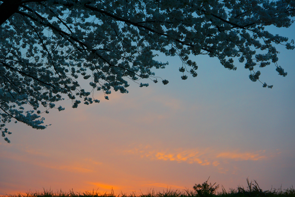 夕桜