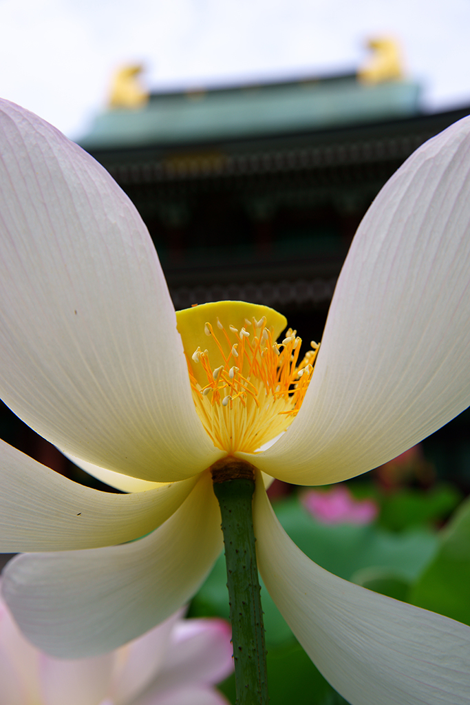 蓮2013