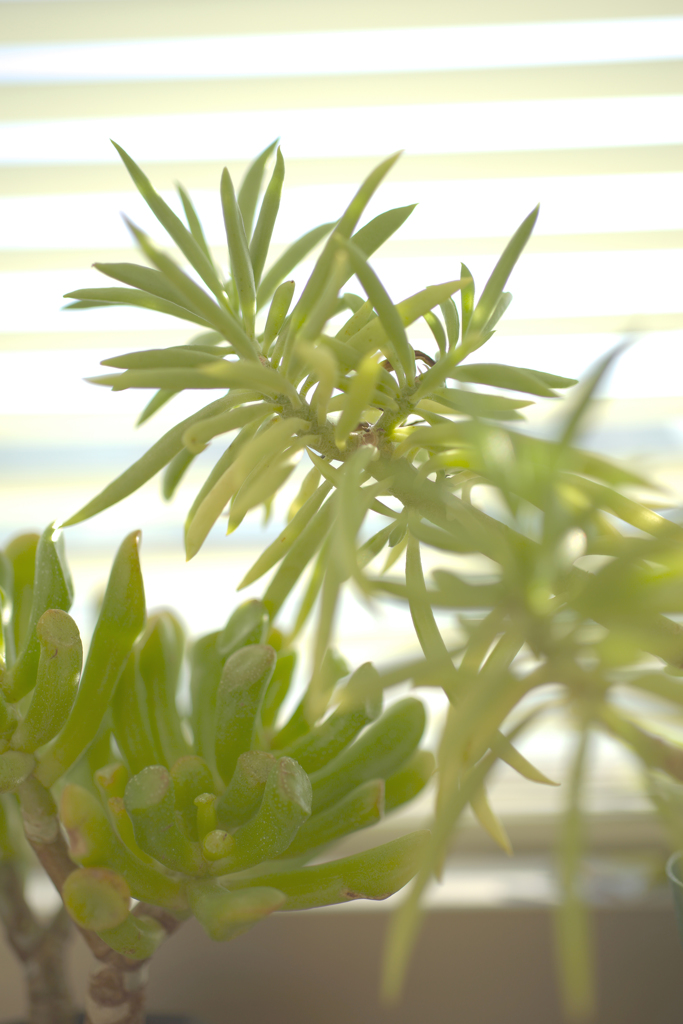 多肉植物の憂鬱