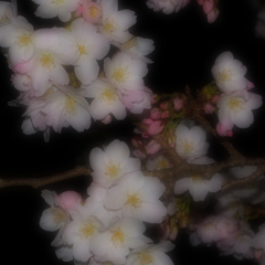 夜桜（七分咲）