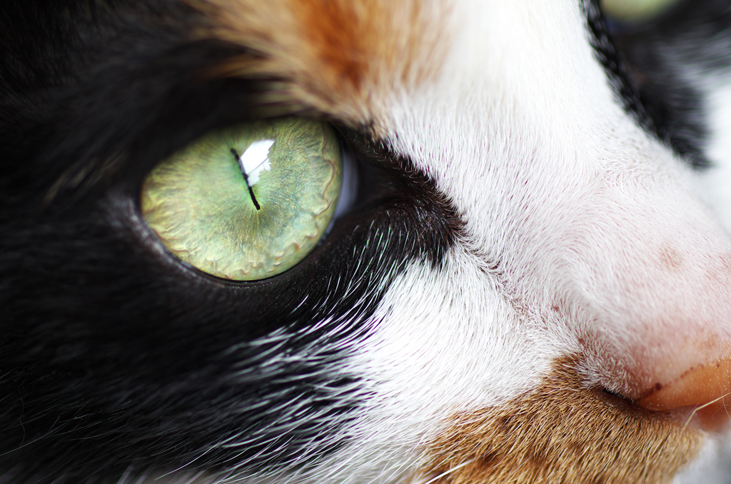 cat's eye(test shot with PENTAX K-30)