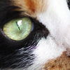 cat's eye(test shot with PENTAX K-30)