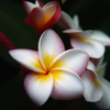 渦巻く華