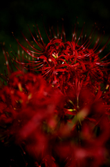 bloody flowers
