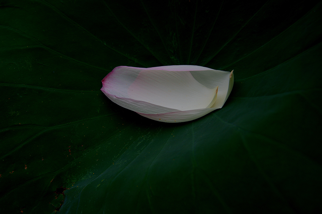 ひとひらの蓮花