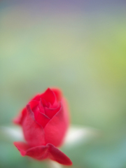 ROSE COLOUR